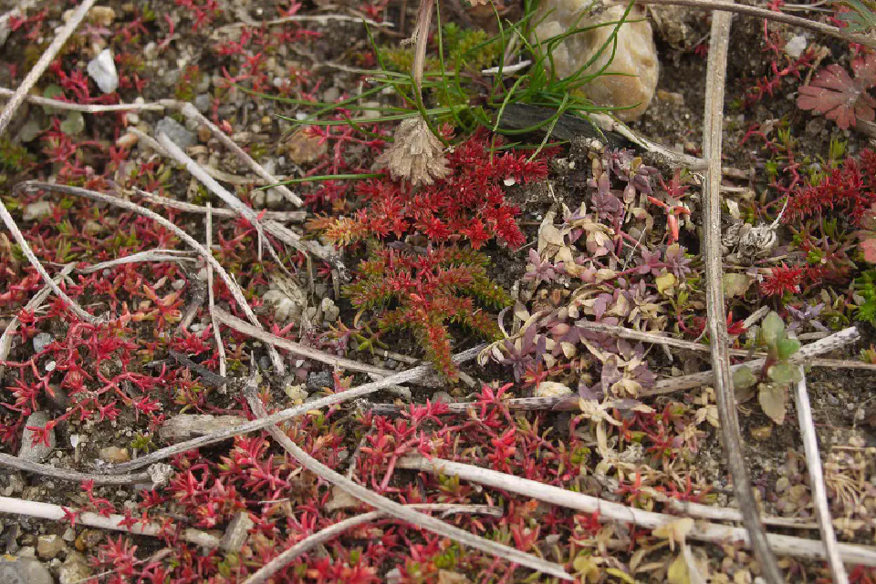 別種のアズマツメクサ属と共に