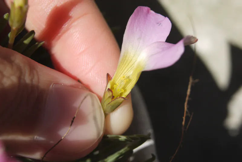 中花柱花