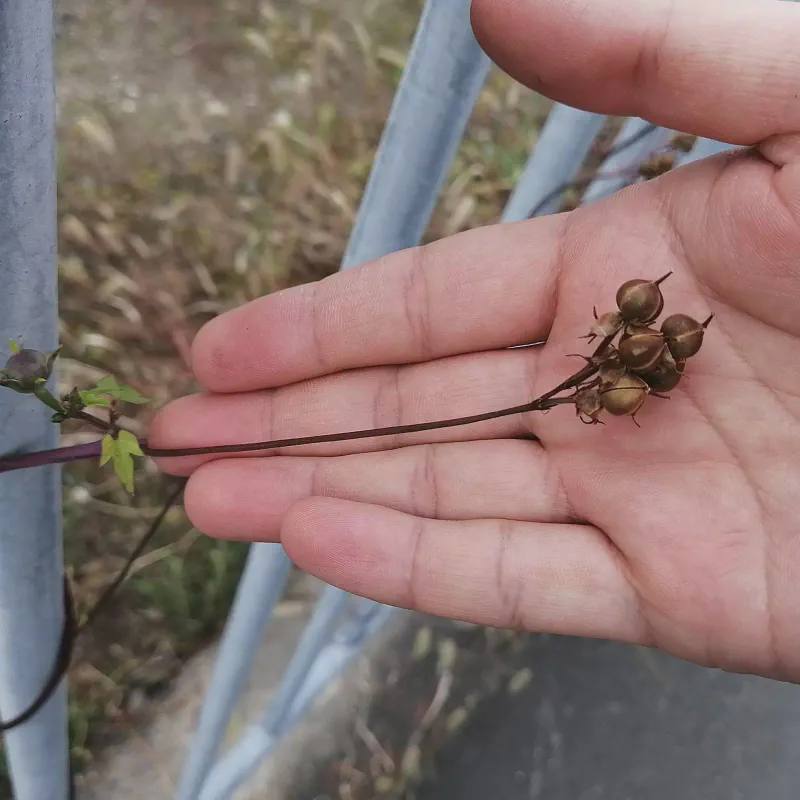 完熟してもなお折れ曲がらない果柄に注目