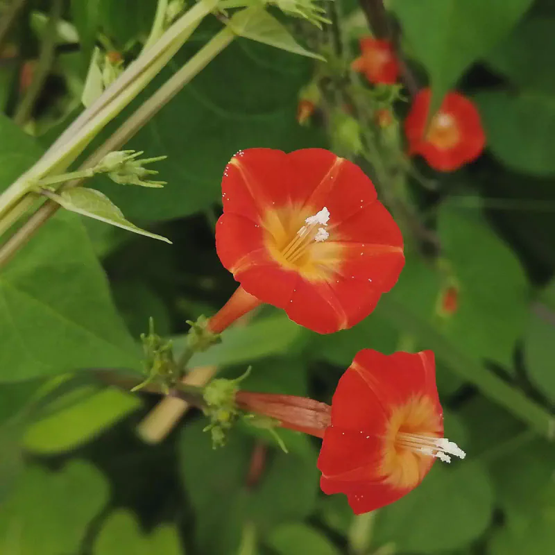 マルバルコウの開花例