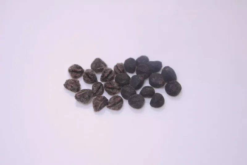 向かって左がツタノハルコウ、右がマルバルコウの種子です