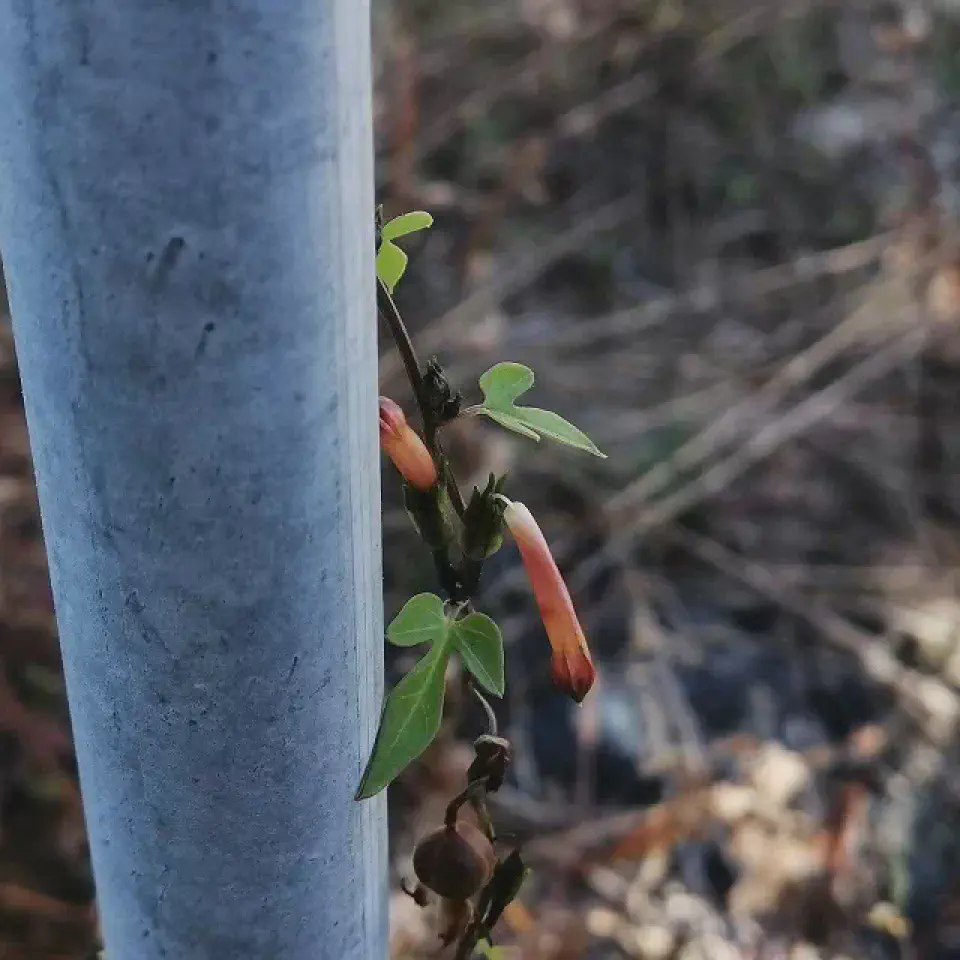 ちゃんとした開花を確認できなかったのですが、赤系の花です