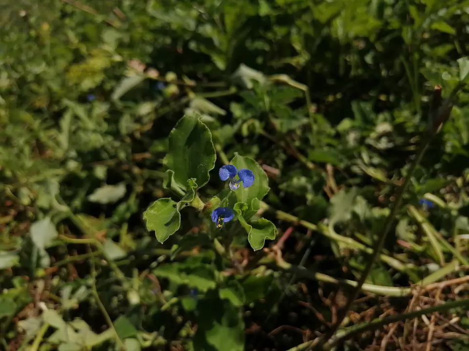 花は似てるかも