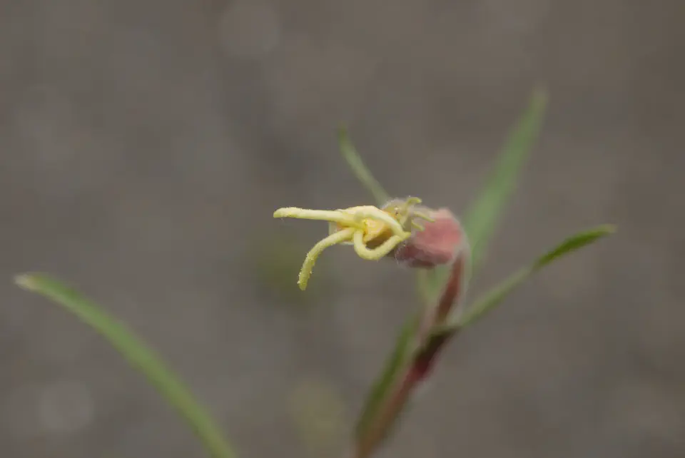 ピント的に花粉が見えます？