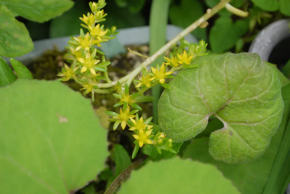 向かって右の花たちに