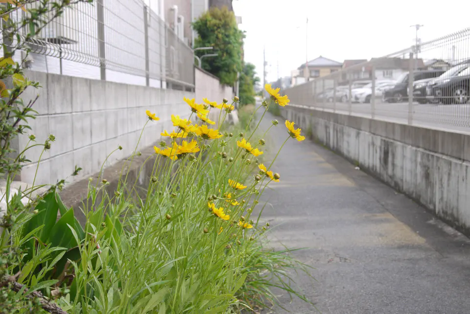 横から