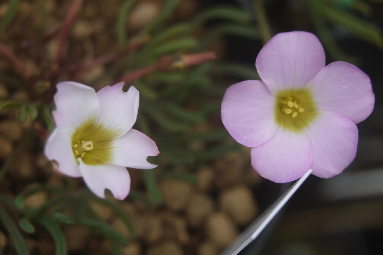 Oxalis sp. Gifbergが開花 | m@andshurica