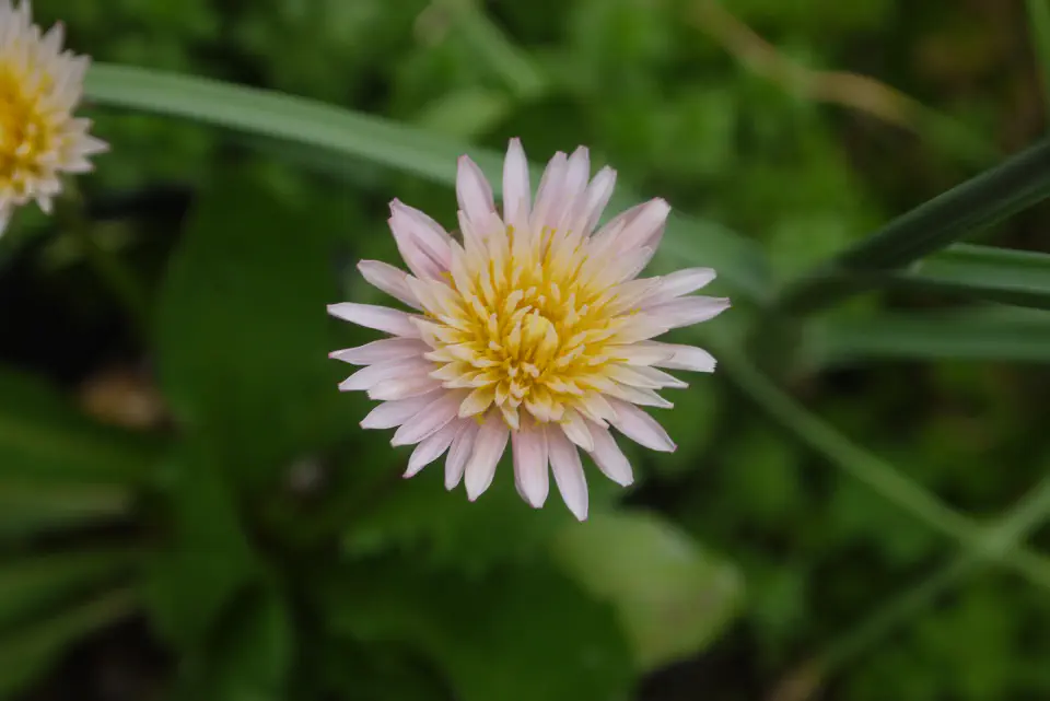 Taraxacum pseudoroseum