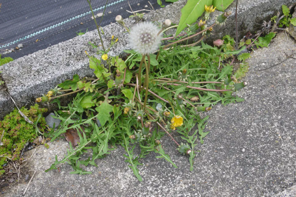 出会う頻度の高いと思っている葉の特徴的なタイプ